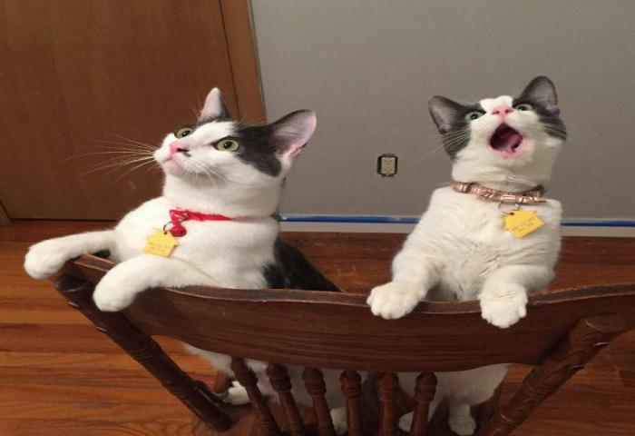 Tingkah Kucing Ini Sangat Menggemaskan Sekali!